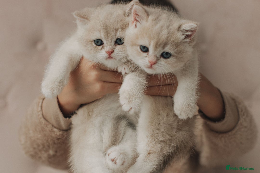 British Shorthair cats for sale: Cuddly Golden Blue British Shorthair girl  - Advert 7