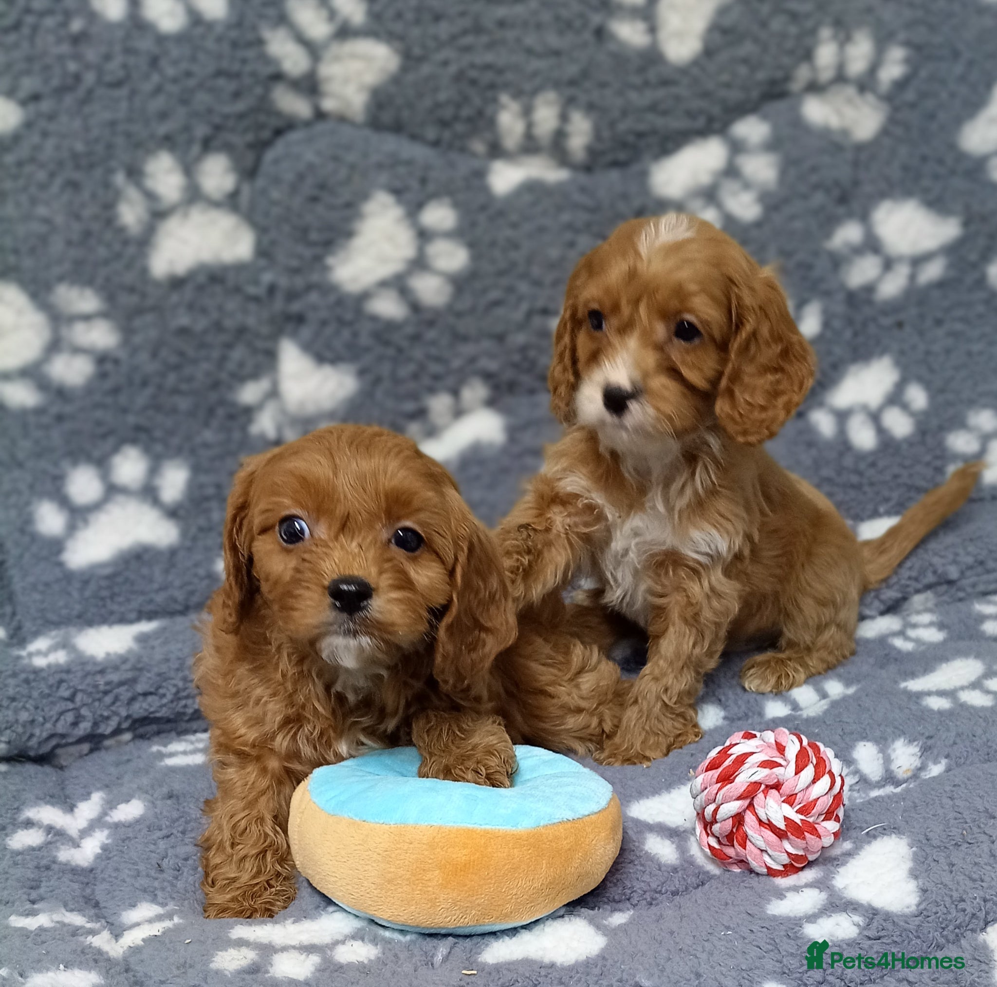 Cavapoo dogs Cavapoo puppies  - Advert 1