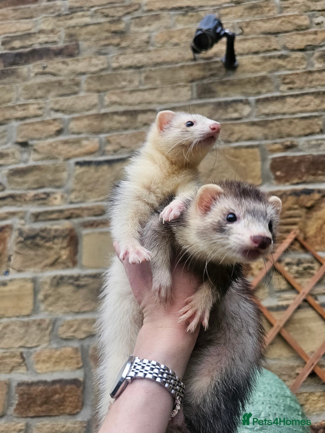 Ferret rodents for sale: X2 ferret Jill's  - Image 2