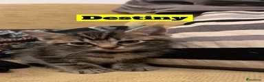 Destiny 
