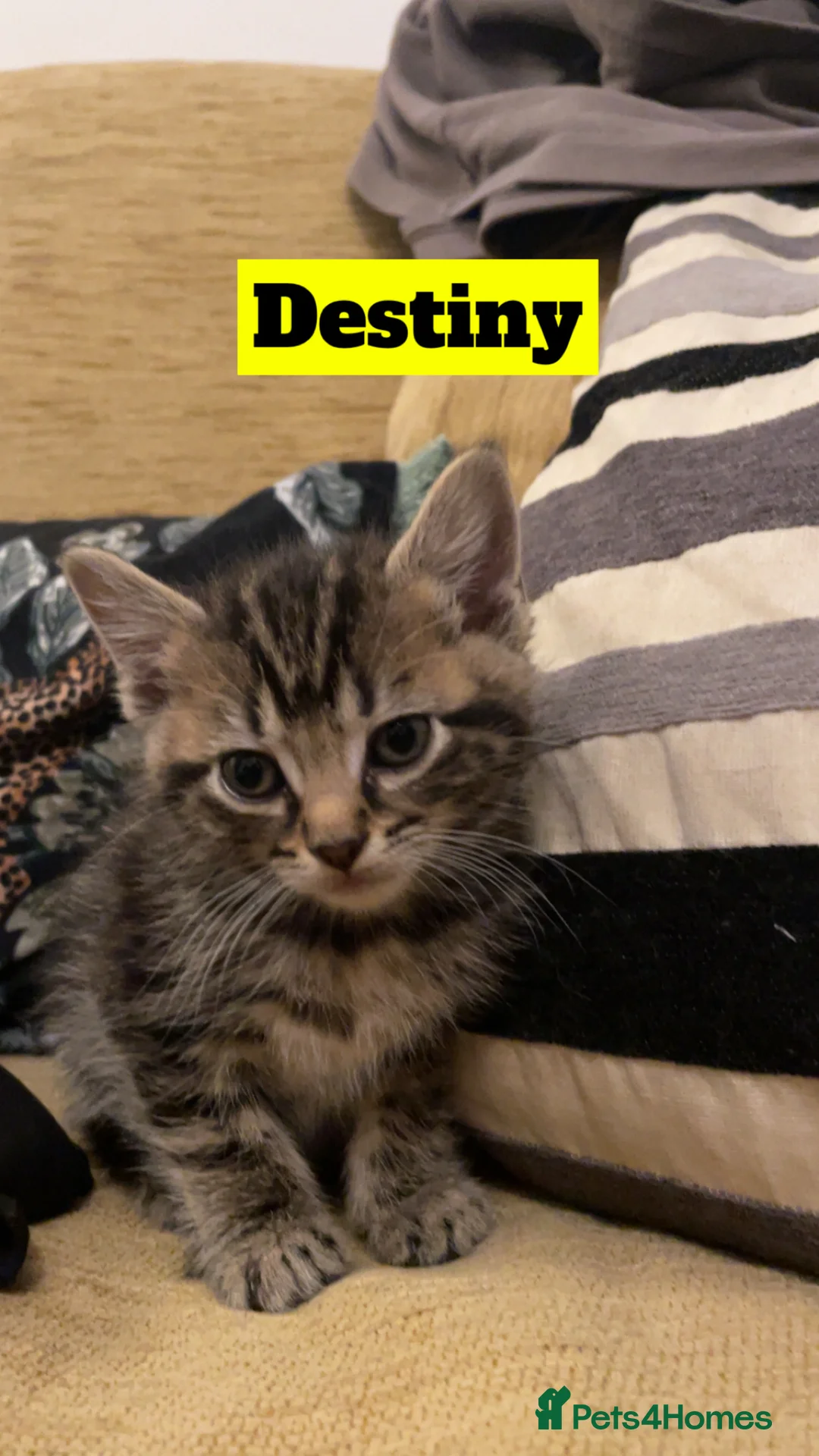 Mixed Breed cats for sale: Tabby/Tortoiseshell/Cross Ragdoll Kittens - Advert 2