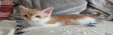 Guy