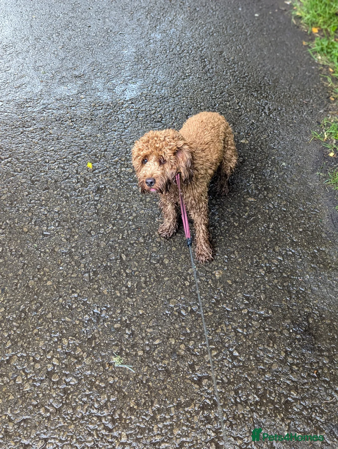 Cockapoo dogs for sale: 2 year old female cockapoo  - Advert 7