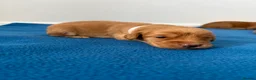 Labradoodle dogs for sale: Extensively Health Tested F1 Miniature Labradoodle - Advert 6