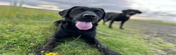 Labrador Retriever dogs for stud: This is Rex. KC registered chunky boy  - Advert 6