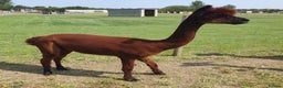 Alpaca livestock for sale: Selection of Alpacas for Sale - Advert 3