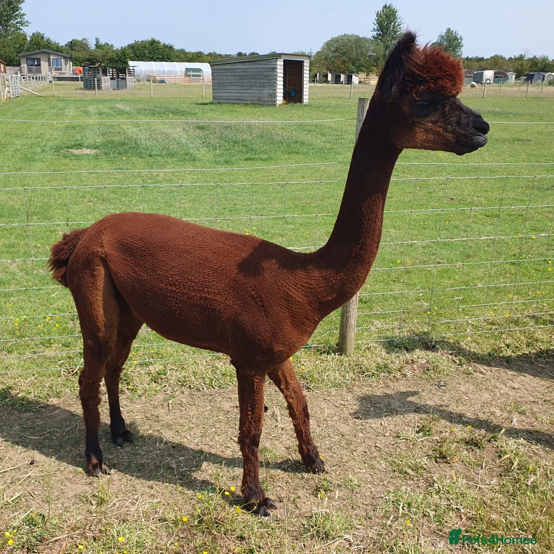 Alpaca livestock for sale: Selection of Alpacas for Sale - Advert 3