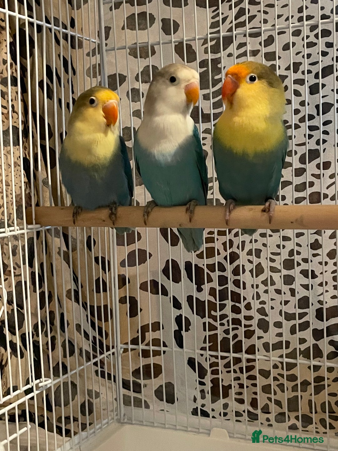 Lovebirds birds for sale: Beautiful babies so cute and beautiful colors  - Advert 12