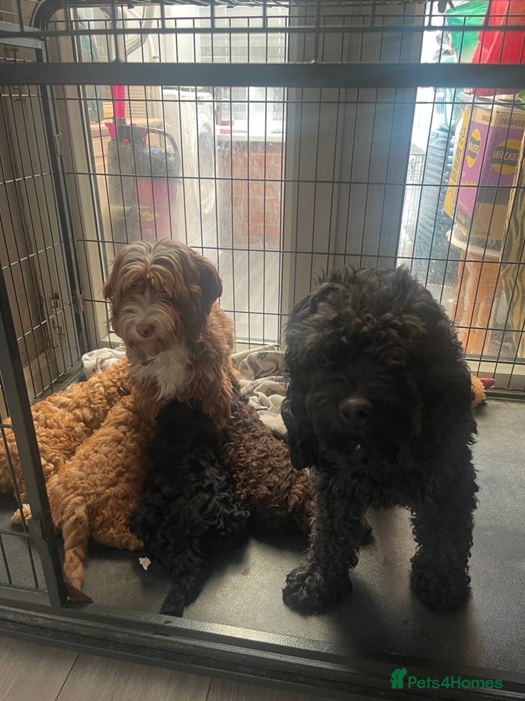 Cockapoo dogs for sale: 4 beautiful boys.  - Image 6