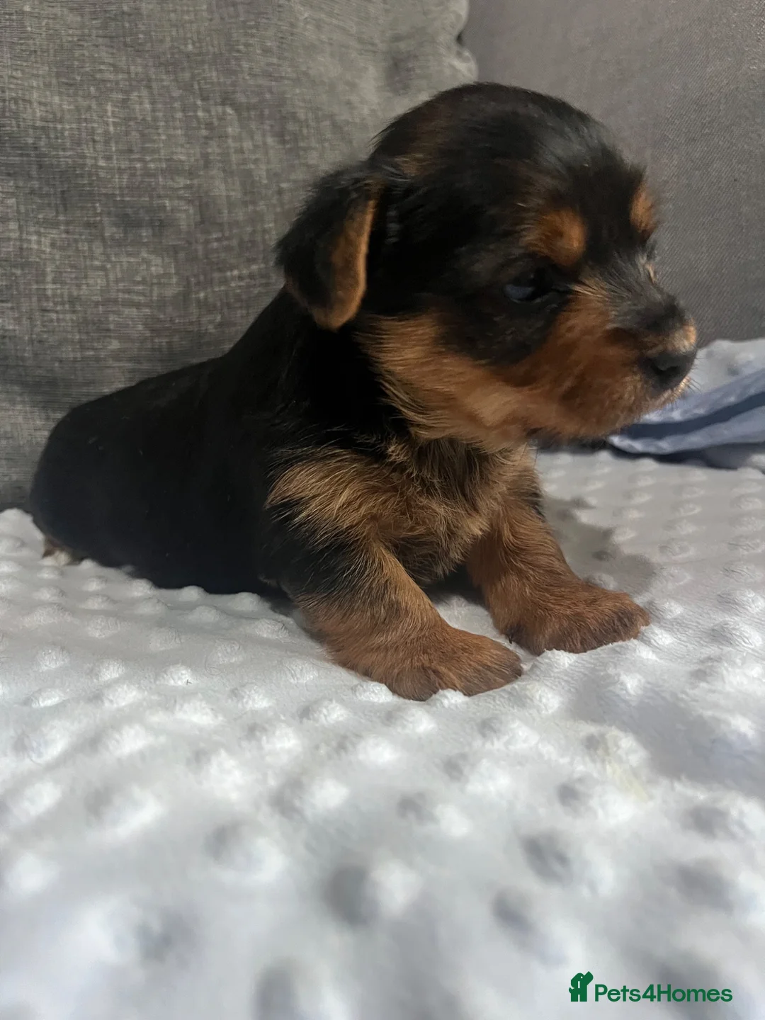 Yorkshire Terrier dogs for sale: Yorkshire terrier puppies - Advert 2