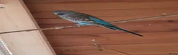 Budgerigars birds for sale: Pair of black wing and black face budgies in Houghton le Spring - Advert 3
