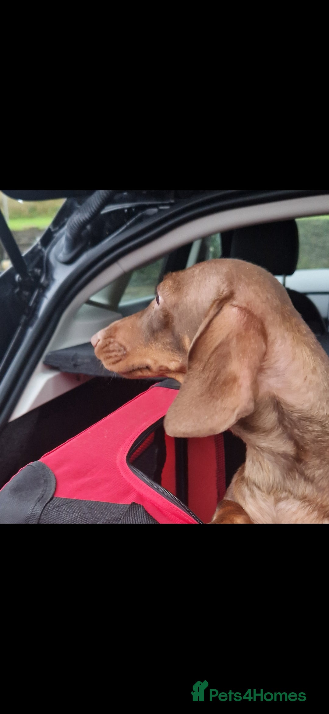 Miniature Dachshund dogs for sale: PRA CLEAR ADULT MINIATURE DACHSHUND FEMALE  - Image 2
