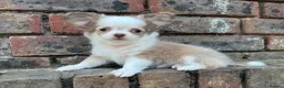 Chihuahua dogs for sale: **PRICE REDUCTION** 🐾🩶 READY TO GO LAST TINY BOY - Advert 27