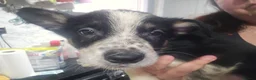 Border Collie dogs for sale: READY NOW - 2 MALE Border Collie Pups left - Advert 24