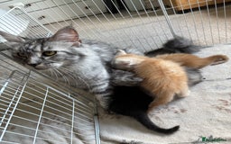 Maine Coon cats for sale: Cream boy maine coon  - Image 1