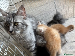 Maine Coon cats - Advert 1