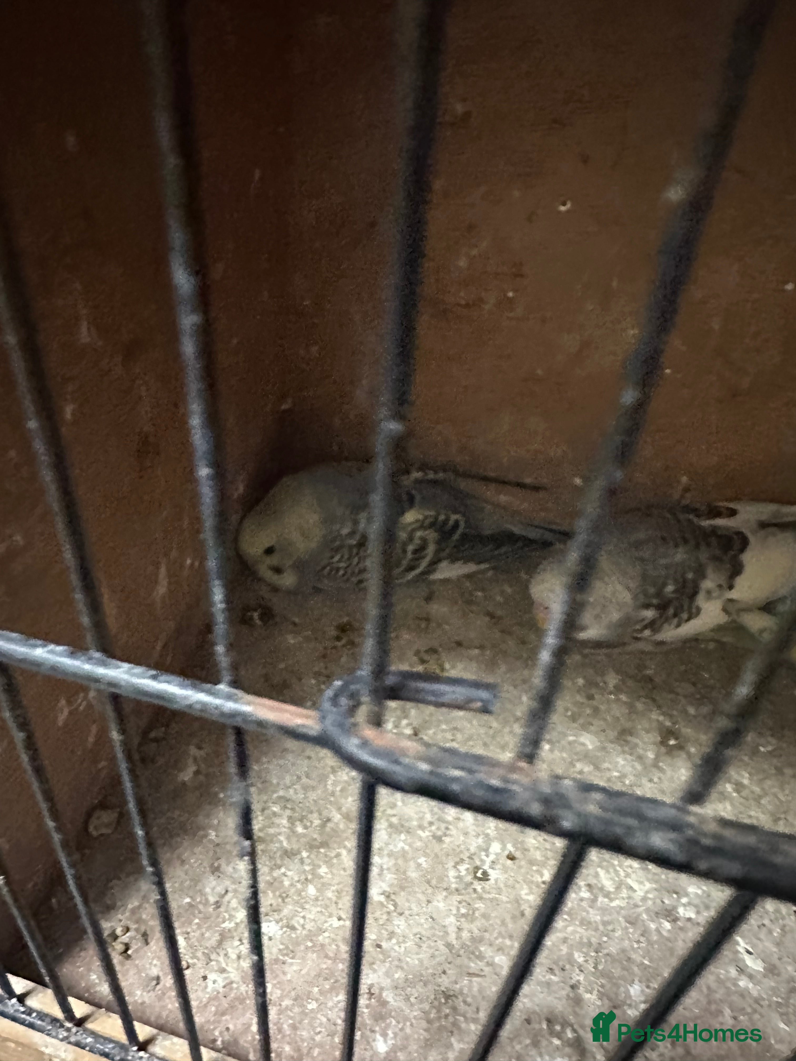 Budgerigars birds Baby budgies for sale £30 each collection mk404nn - Advert 13