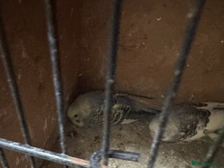 Budgerigars birds Baby budgies for sale £30 each collection mk404nn - Advert 13