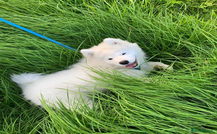 Samoyed dogs - Advert 1