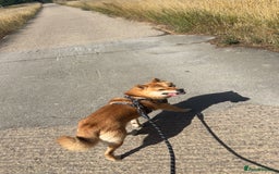 Japanese Shiba Inu dogs for stud: Shiba for stud  - Image 1