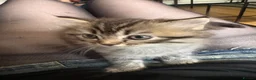 Perdoll cats for sale: Persian Ragdoll Tabby Kittens  - Advert 5