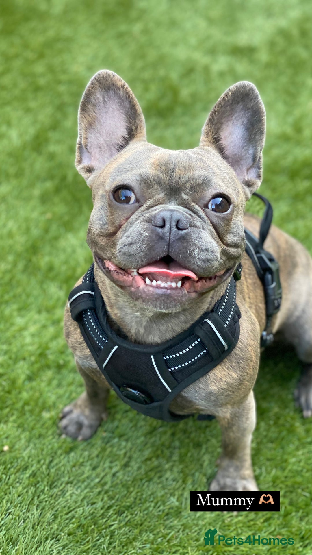 French Bulldog dogs for sale: Adorable French Bulldog Puppies in Barking - Image 9