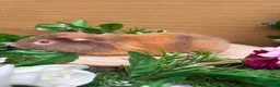 Guinea Pig rodents for sale: 5 baby male teddy guineapigs AVAILABLE  - Advert 10