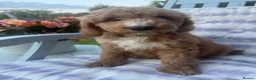 Australian Labradoodle dogs for sale: Australian Labradoodle Puppies - Ready to Leave - Advert 4