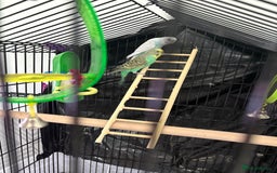 Budgerigars birds for sale: 2 budgies with cage  - Image 2