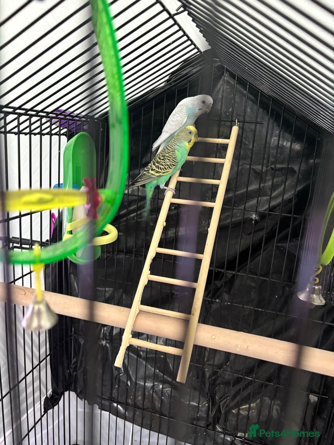 Budgerigars birds for sale: 2 budgies with cage  - Image 2