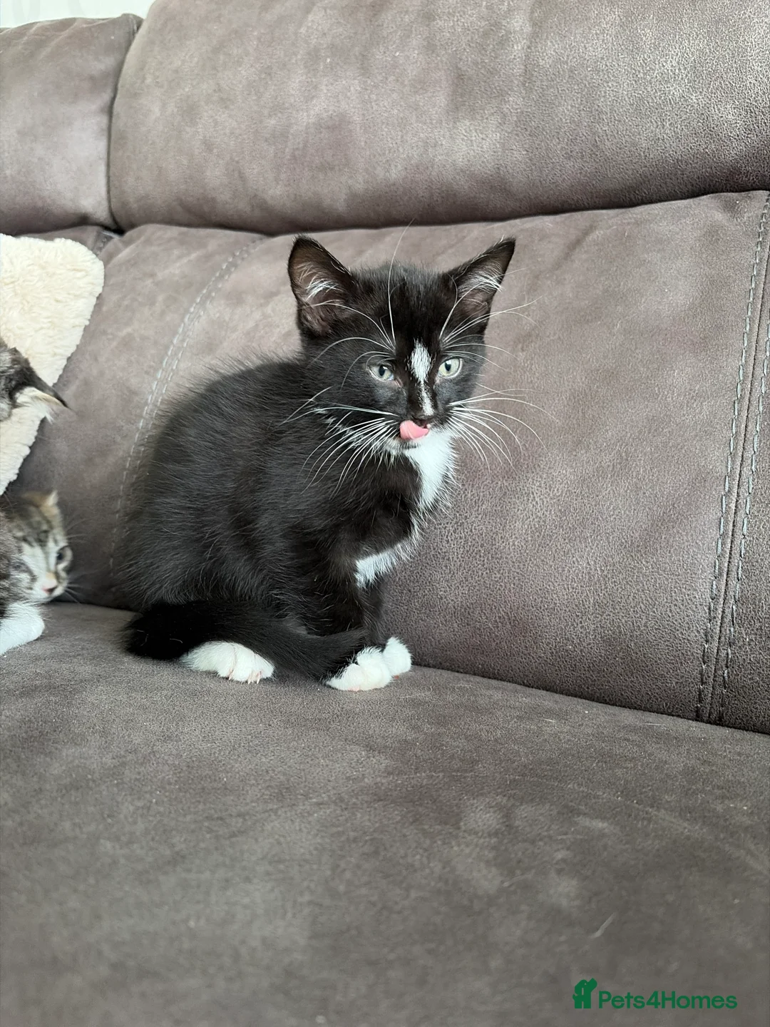 Mixed Breed cats for sale: 5 gorgeous kittens ready for new home - Advert 2