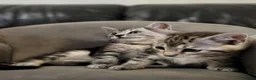 Maine Coon cats for sale: Litter of 5 Maine Coon X kittens - Advert 6
