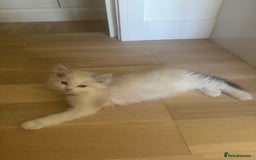 Ragdoll cats for sale: X5 Ragdoll kittens - Image 19