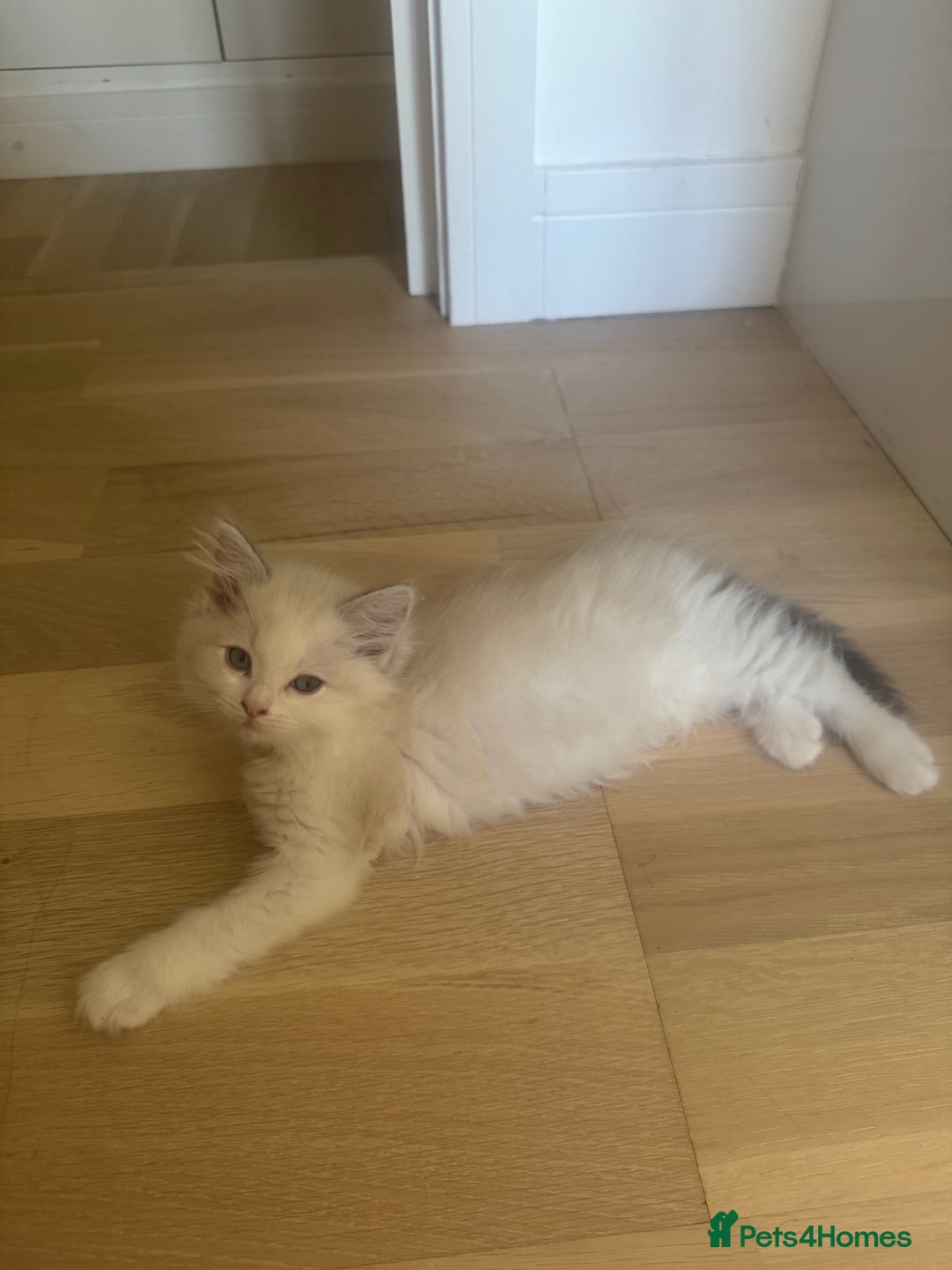 Ragdoll cats for sale: X5 Ragdoll kittens - Image 19
