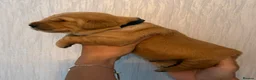 Golden Retriever dogs for sale: Gorgeous red golden retriever puppies  - Advert 9