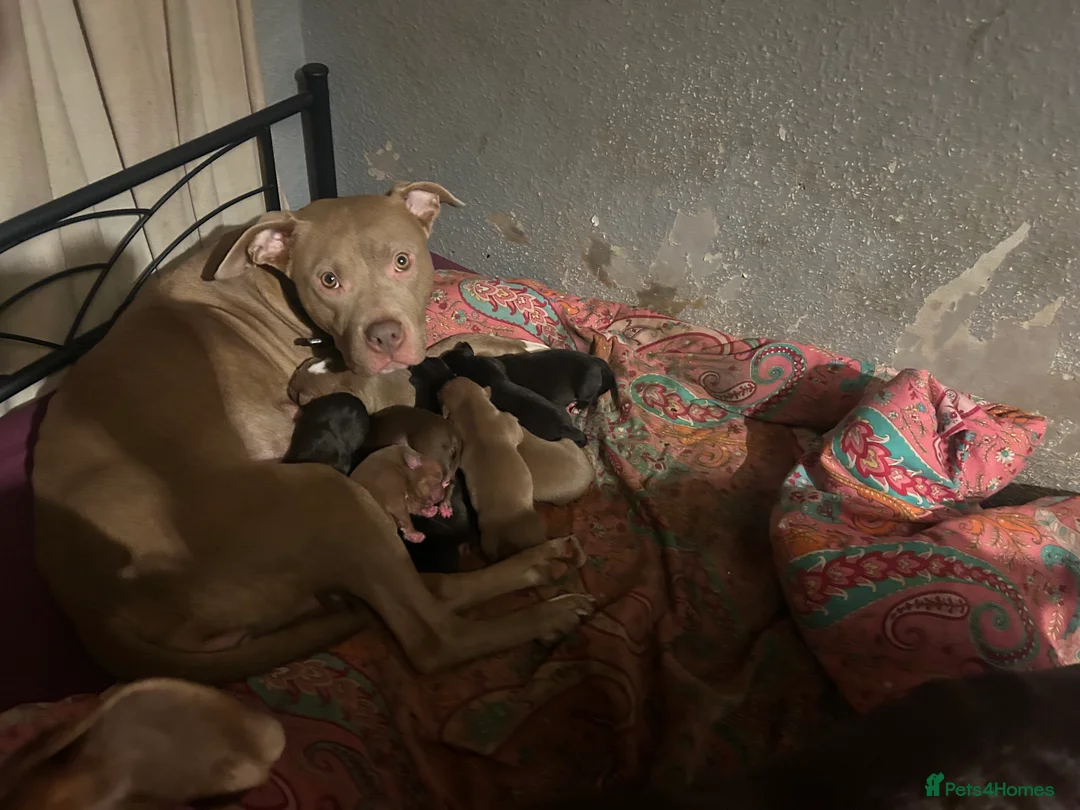 Mixed Breed dogs for sale: Mixed breed puppies for sale - Advert 2