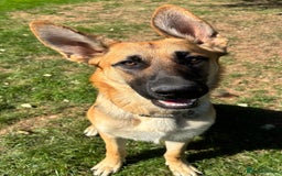 German Shepherd dogs for sale: Male German Shepherd Puppy  - Image 4