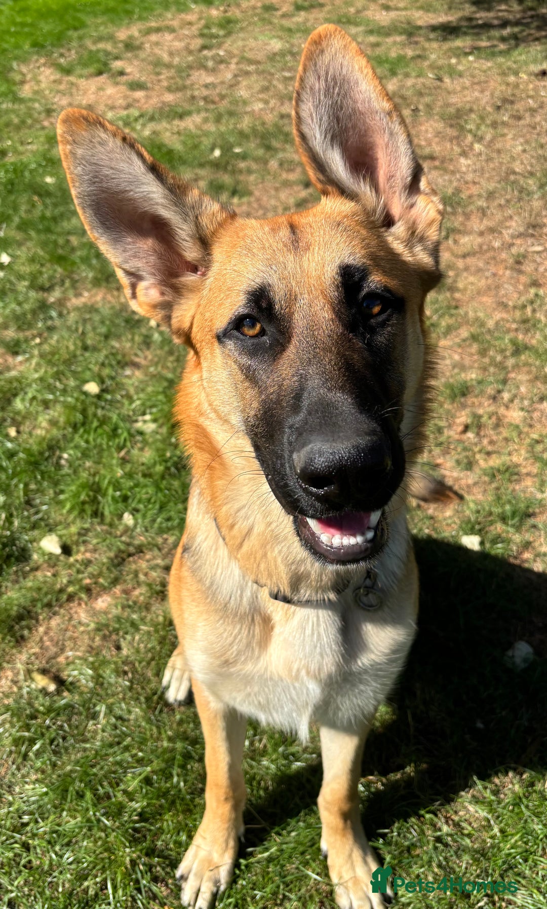German Shepherd dogs for sale: Male German Shepherd Puppy  - Image 4