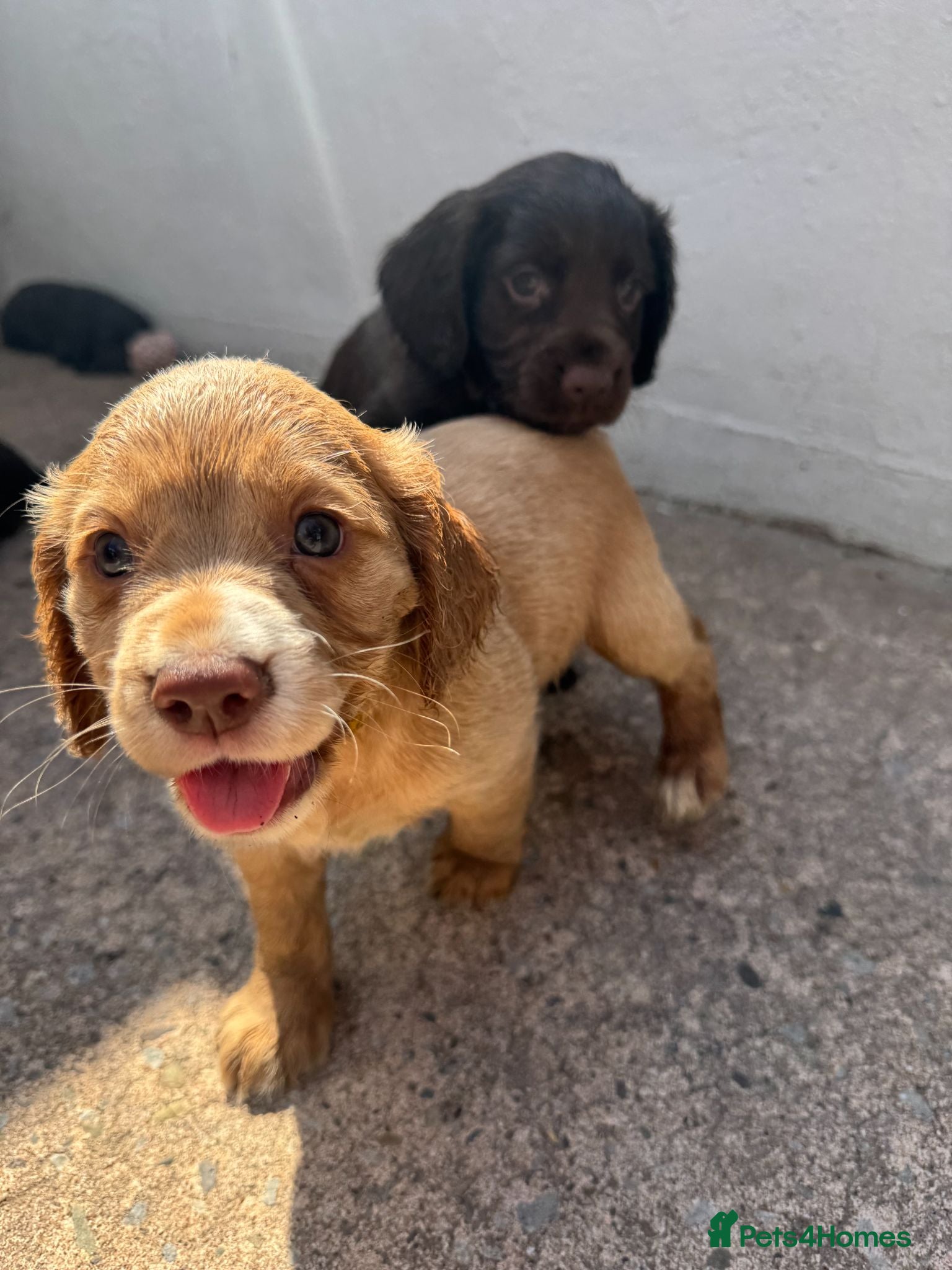 Cocker Spaniel dogs for sale: Working cocker spaniel  - Advert 1