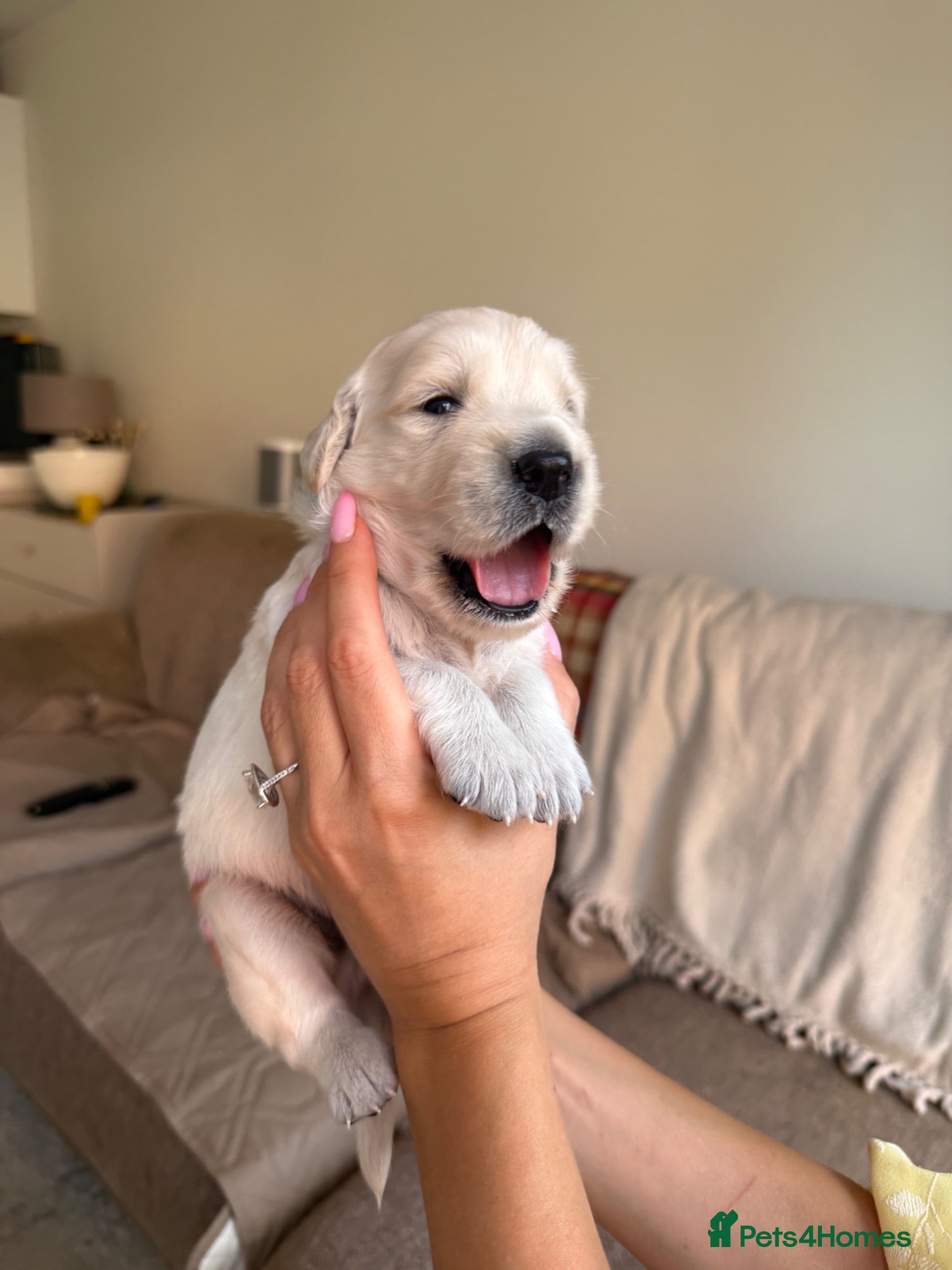 Golden Retriever dogs KC registered golden retriever puppies - Advert 2