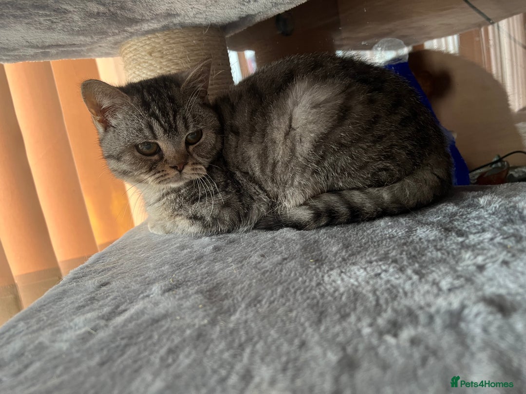 British Shorthair cats for sale: Silver Spotted British Shorthair  - Advert 3