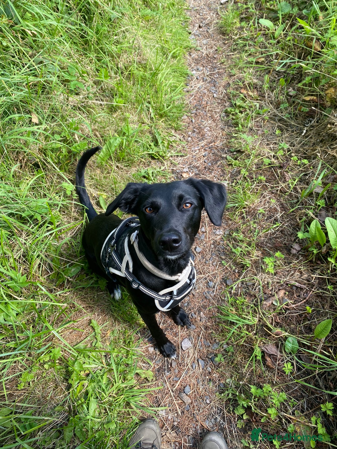 Mixed Breed dogs for sale: Bella - Image 2