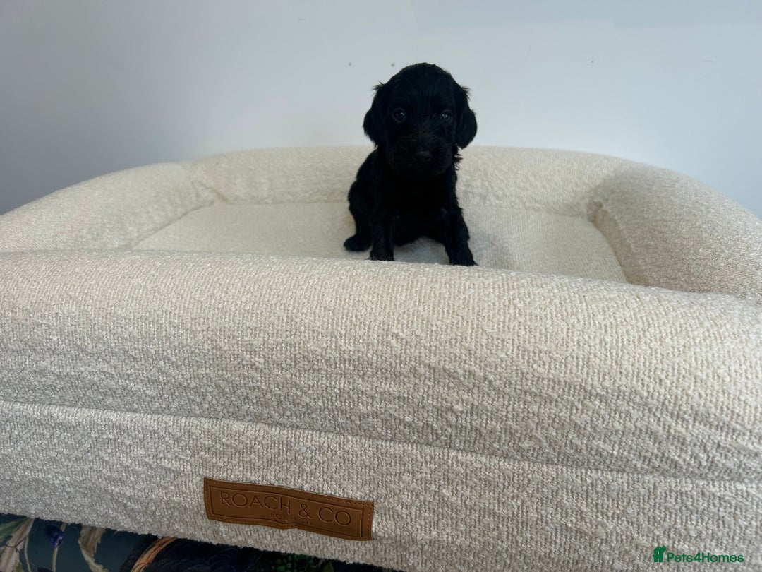 Cockapoo dogs for sale: Amazing mix of colours F1 Cockapoo pups - Image 5