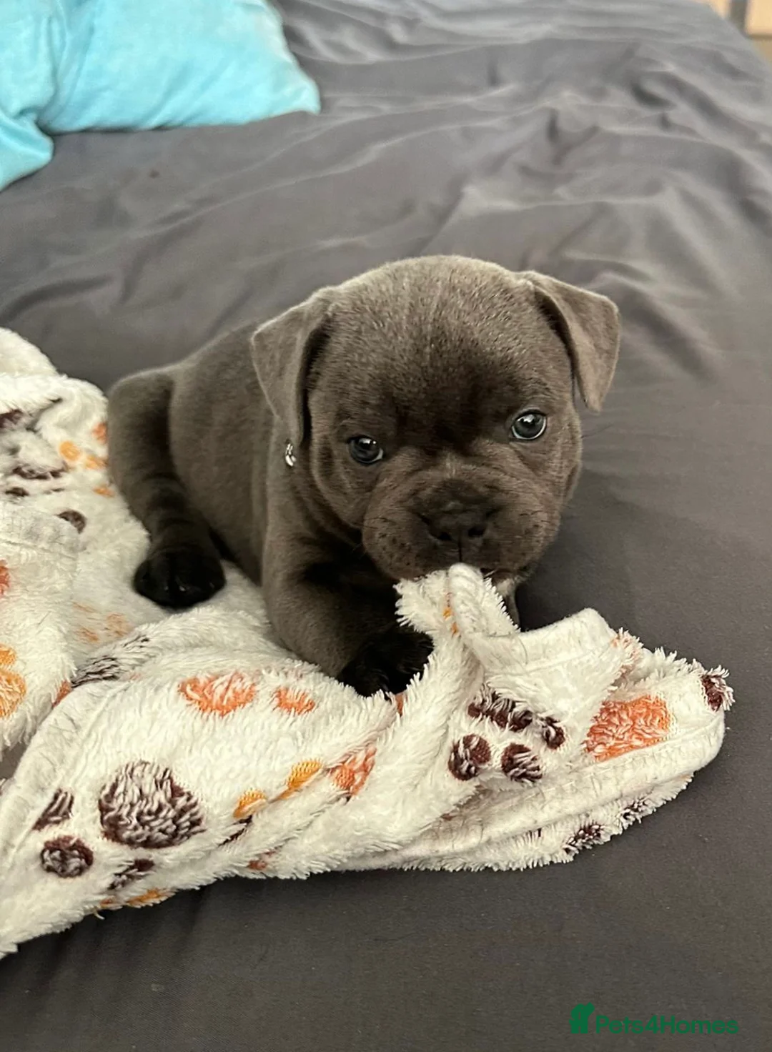 Staffordshire Bull Terrier dogs for sale: KC REG/ BLUE STAFFORDSHIRE BULL TERRIER PUPS - Advert 20