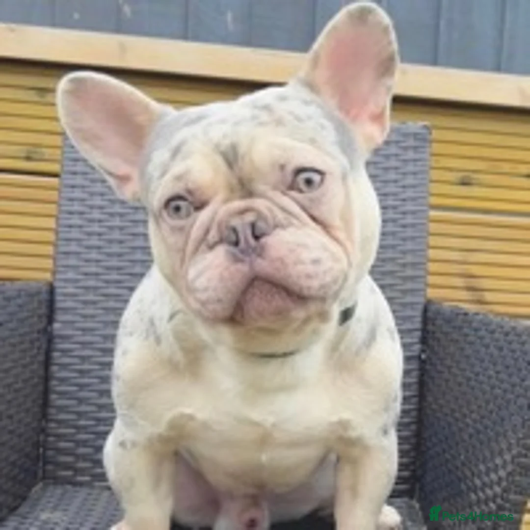 French Bulldog dogs for stud: LILAC AND TAN MERLE FRENCH BULLDOG STUD in Sunderland - Advert 3