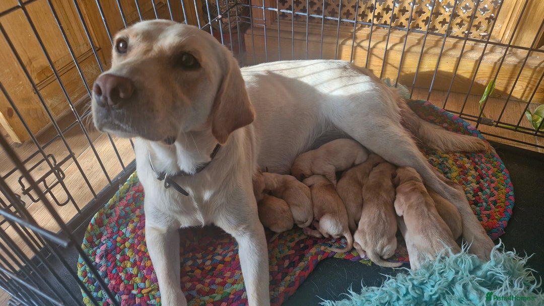 Labrador Retriever dogs for sale: KC reg Lab Retriever puppies ready 4th Oct - Image 5