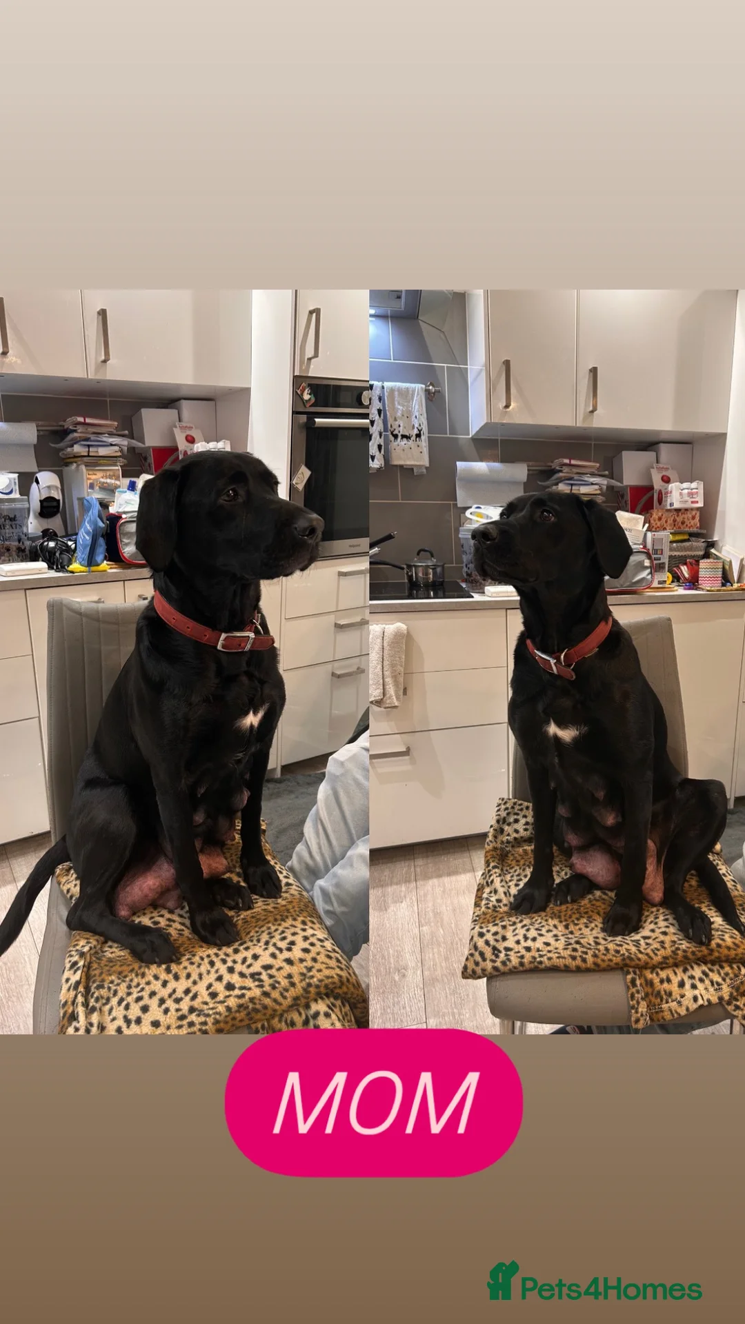 Labrador Retriever dogs for sale: KC Reg Black Labrador Puppies - Advert 8