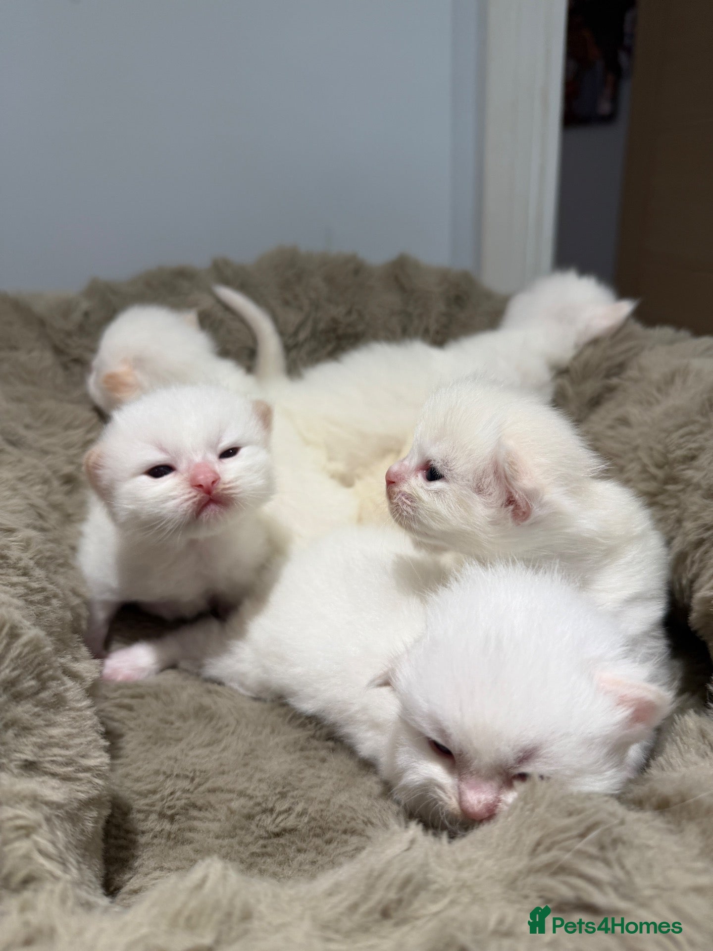 Ragdoll cats Rare Flame Lynx Ragdoll Kittens excellent Quality  - Advert 3