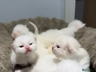Ragdoll cats Rare Flame Lynx Ragdoll Kittens excellent Quality - Advert 3