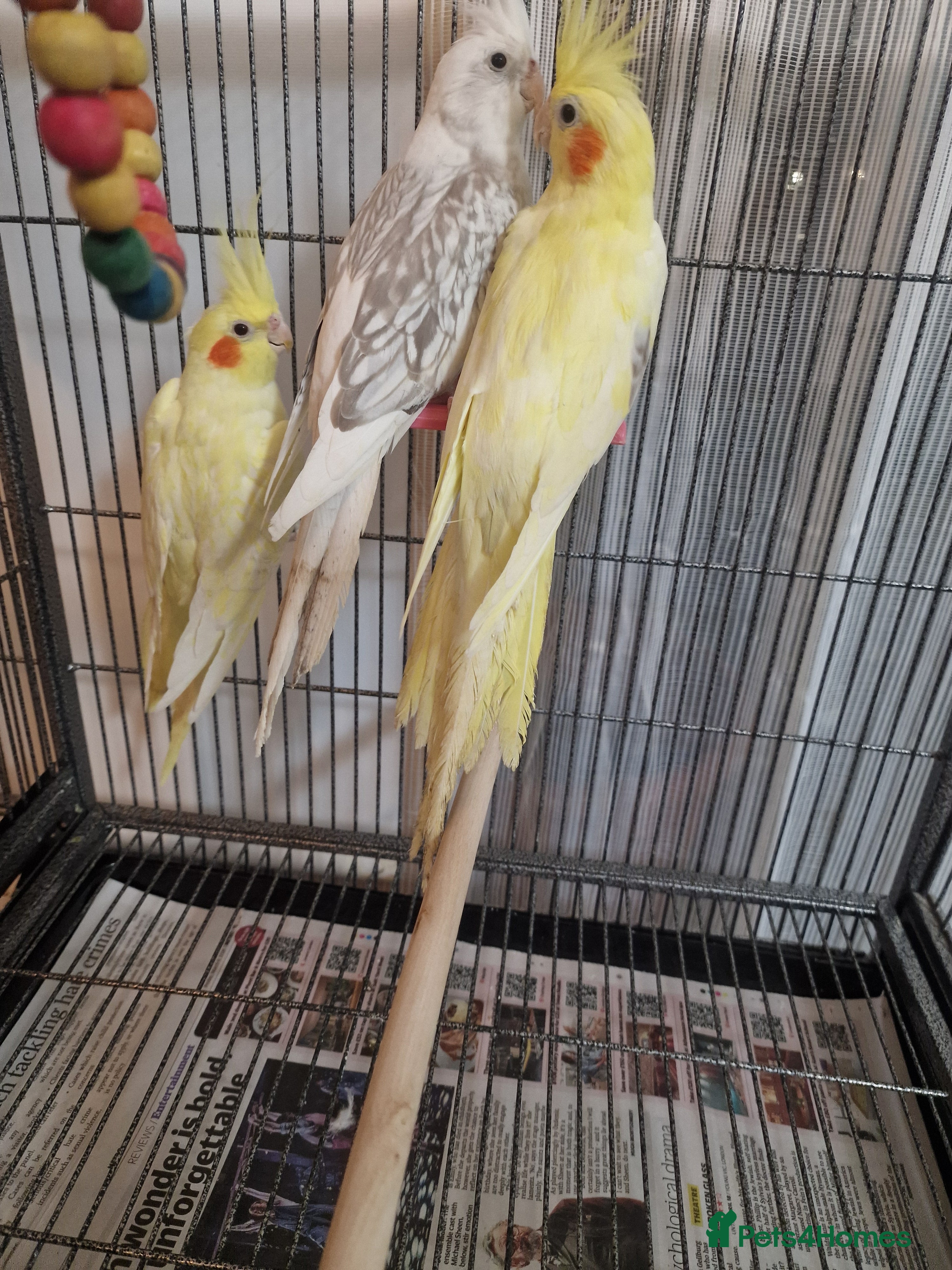 Lovebirds birds Cockatiel - Advert 5